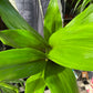 A Aspidistra Elatior plant also know as a Cast Iron Plant inside of Urban Tropicana&
