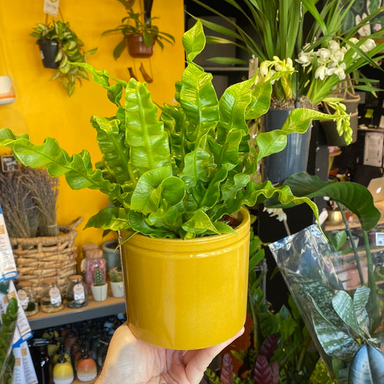 An Asplenium Nidus plant also know as a Asplenium ‘Crispy Wave’ inside of Urban Tropicana&