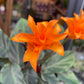 A Calathea Crocata plant also know as a Eternal Flame plant in front of Urban Tropicana&