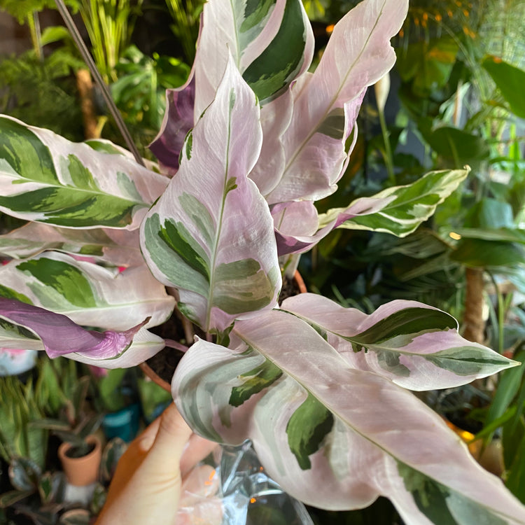 A Calathea Fusion White plant also known as a Prayer plant inside Urban Tropicana&