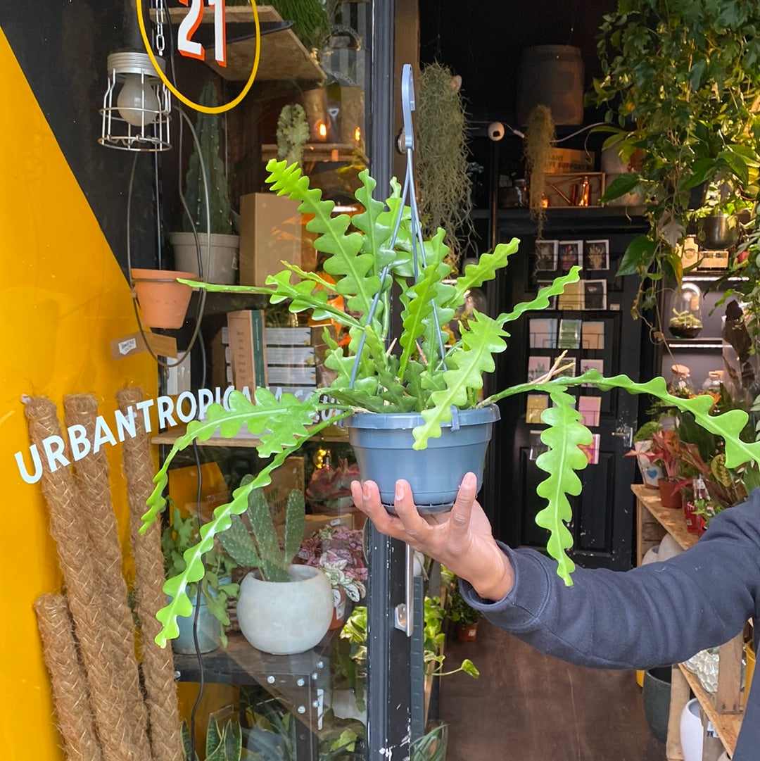 A Epiphyllum Anguliger plant also known as a fish bone cactus in front of Urban Tropicana&