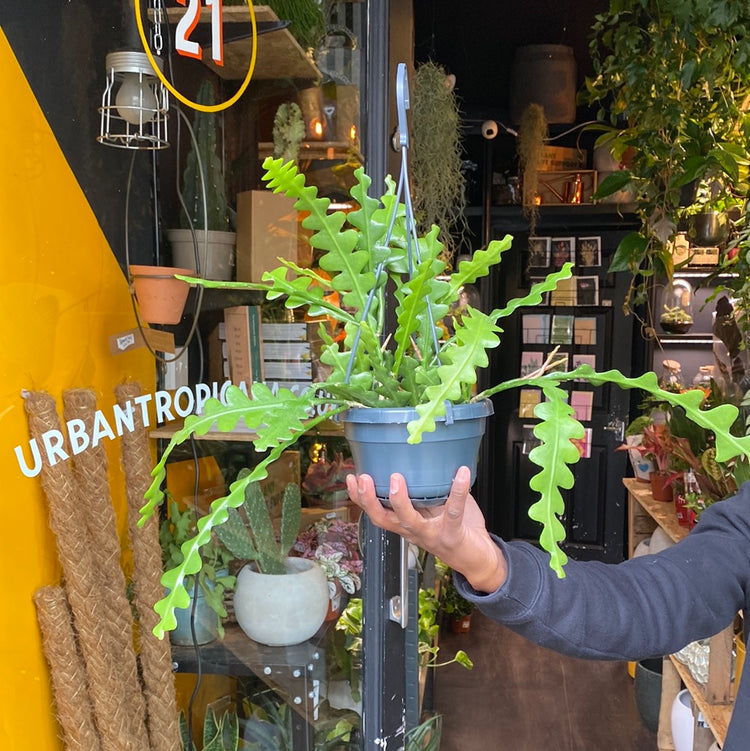 A Epiphyllum Anguliger plant also known as a fish bone cactus in front of Urban Tropicana&