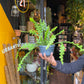 A Epiphyllum Anguliger plant also known as a fish bone cactus in front of Urban Tropicana&
