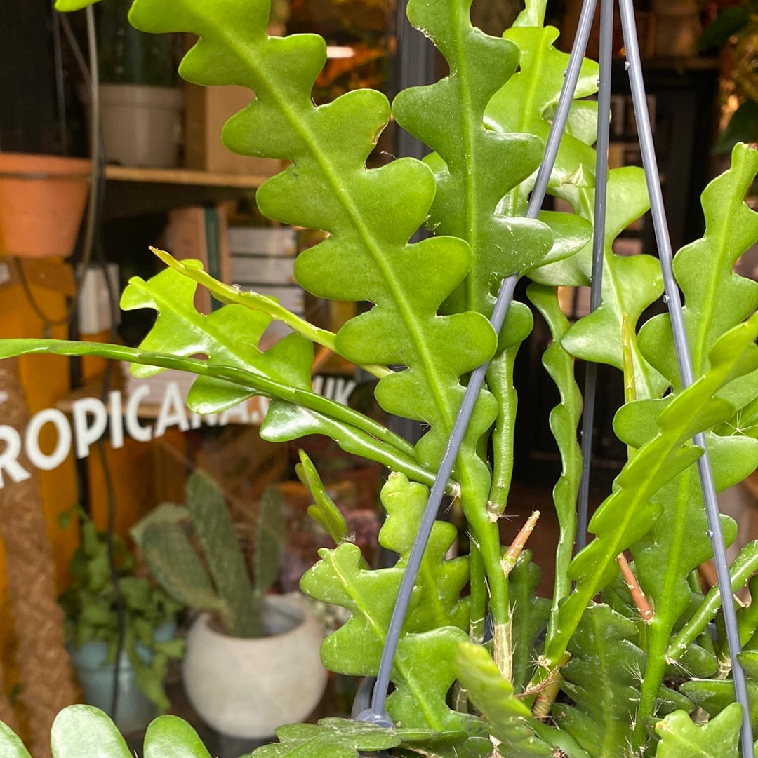 A Epiphyllum Anguliger plant also known as a fish bone cactus in front of Urban Tropicana&