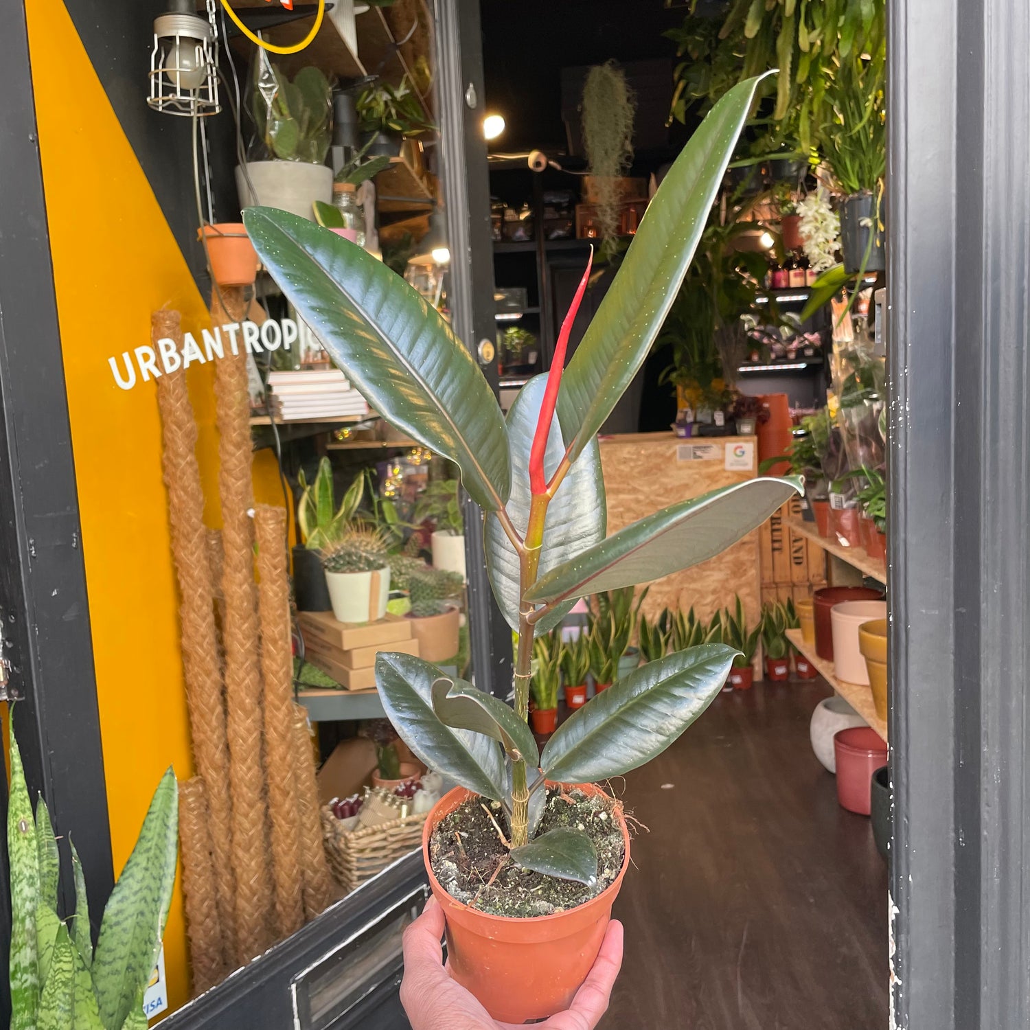 A Ficus Abidjan, also known as a rubber tree, in front of Urban Tropicana&