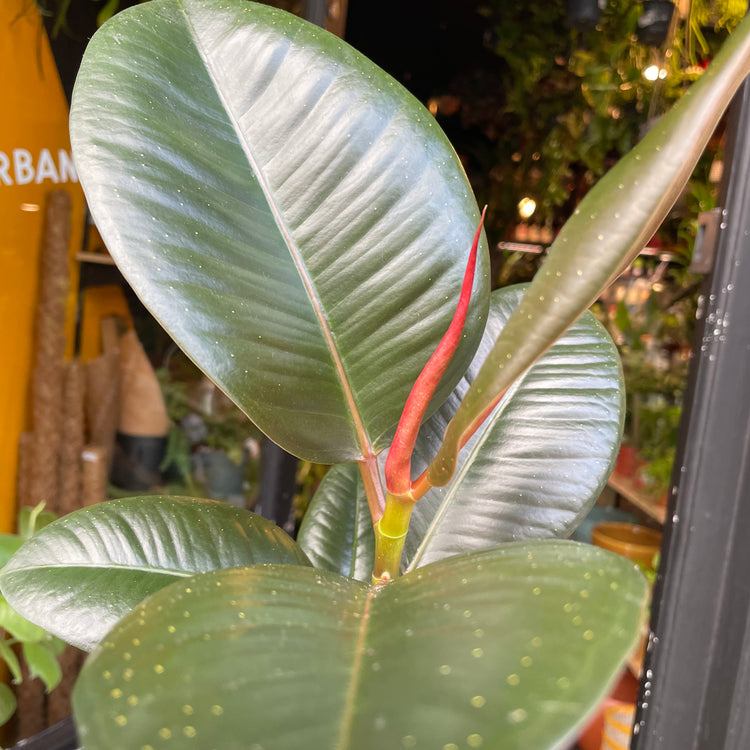 A Ficus Robusta plant also known as a Rubber Plant in front of Urban Tropicana&