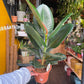 A Ficus robusta plant also known as a Rubber Plant in front of Urban Tropicana&