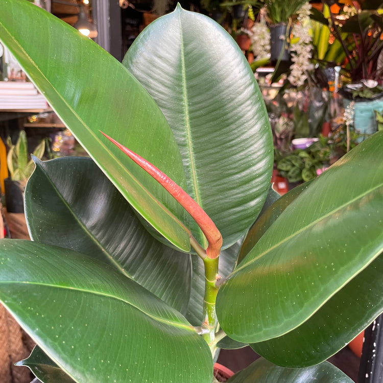 A Ficus robusta plant also known as a Rubber Plant in front of Urban Tropicana&