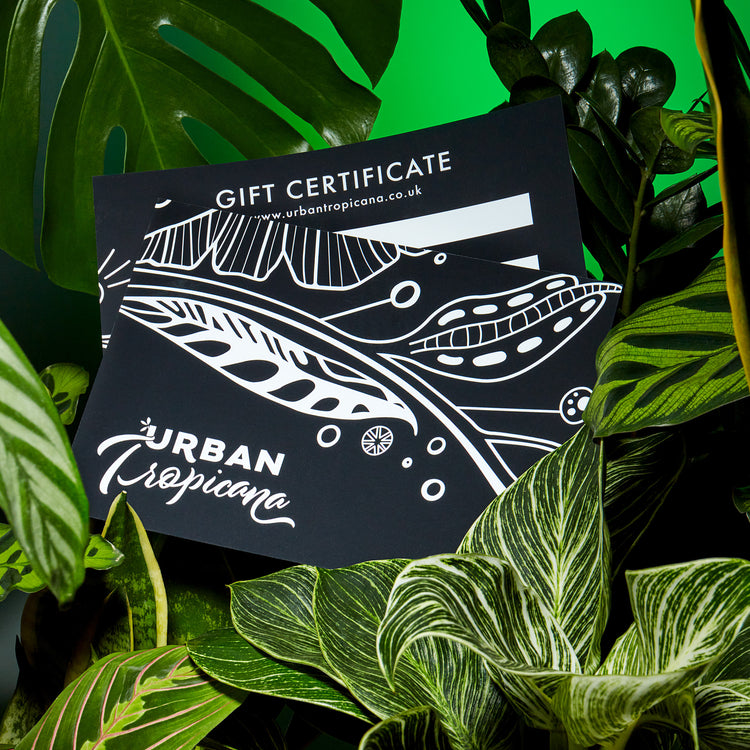 Gift Card Urban Tropicana Plant Shop London in front of green foliage