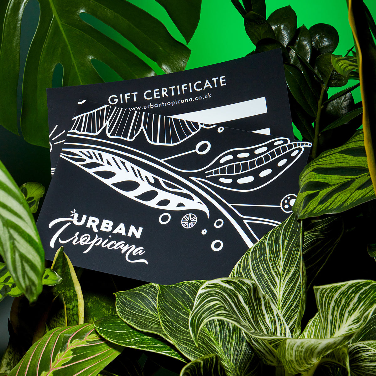 Gift Card Urban Tropicana Plant Shop London in front of green foliage