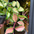 Hoya carnosa ‘Tricolor’ plant in an hanging pot also known as a Waxvine in front of Urban Tropicana&