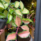 Hoya carnosa ‘Tricolor’ plant in an hanging pot also known as a Waxvine in front of Urban Tropicana&