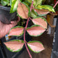 A Hoya carnosa ‘Tricolor’ plant in an hanging pot also known as a Waxvine in front of Urban Tropicana&
