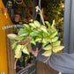 Hoya carnosa ‘Tricolor’ plant in an hanging pot also known as a Waxvine in front of Urban Tropicana&