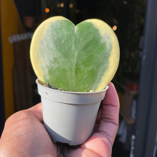 A Hoya Kerri Variegated plant also known as a Variegated Sweetheart Hoya in front of Urban Tropicana&