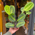 A Maranta Lemon Lime also known as a prayer plant in front of Urban Tropicana&