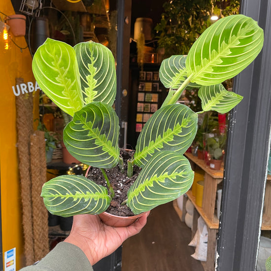 A Maranta Lemon Lime, also known as a prayer plant, in front of Urban Tropicana&