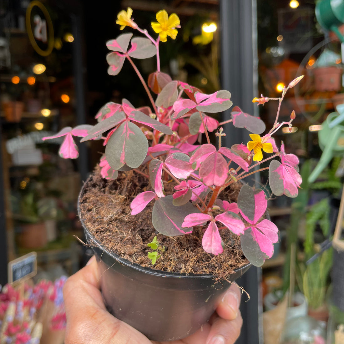 Oxalis ‘Vulcan Pink’ in 10cm pot outside Urban Tropicana plant shop in Chiswick, London