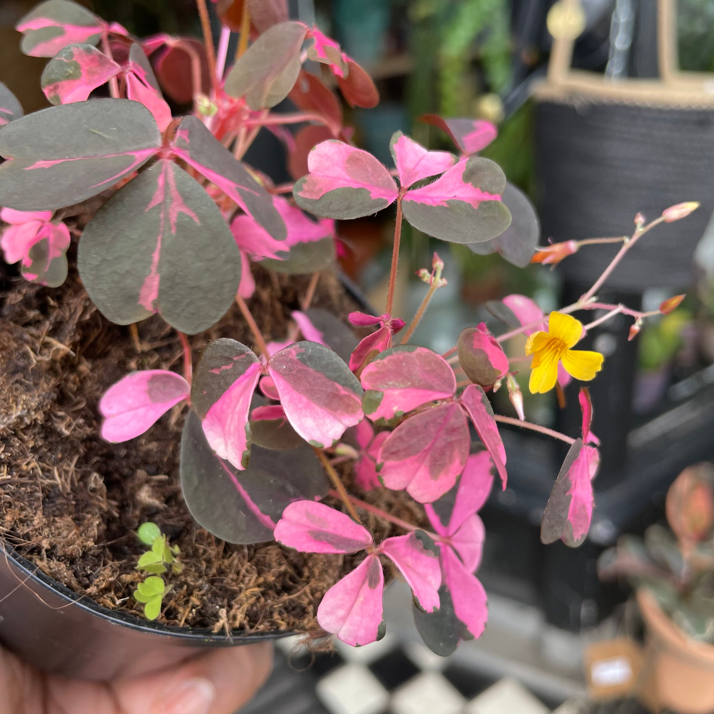 Oxalis ‘Vulcan Pink’ in 10cm pot outside Urban Tropicana plant shop in Chiswick, London