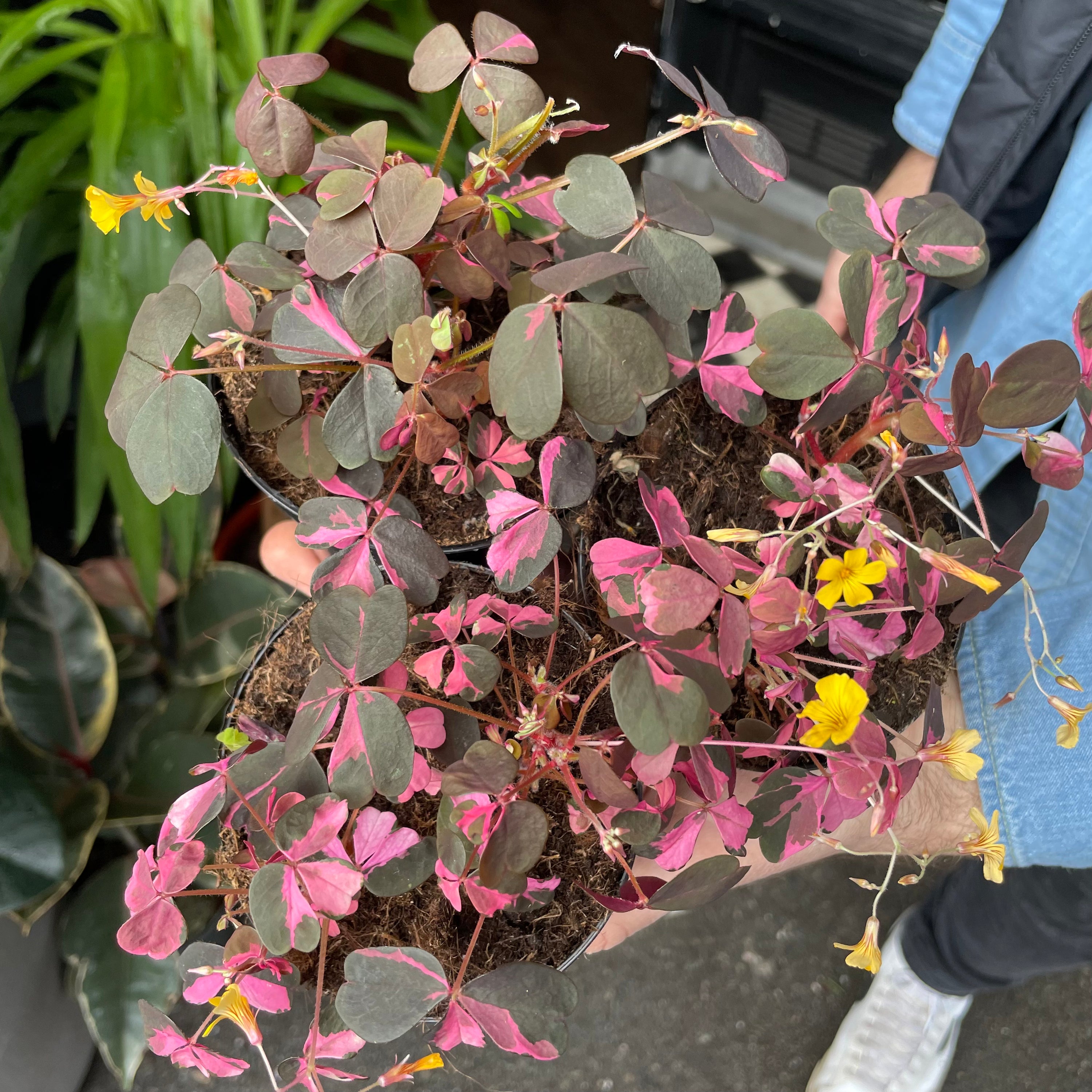 Oxalis ‘Vulcan Pink’ in 10cm pot outside Urban Tropicana plant shop in Chiswick, London