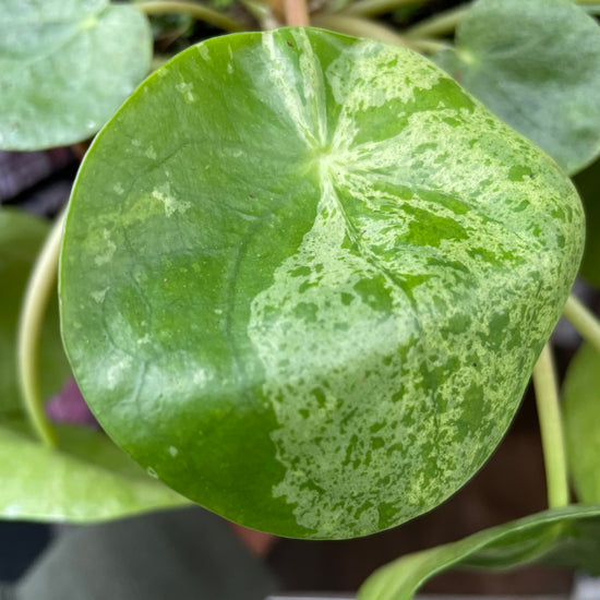 A Pilea Peperomiodes Mojito plant known as a variegated Chinese money plant with round green and white leaves in front of Urban Tropicana&