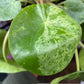 A Pilea Peperomiodes Mojito plant known as a variegated Chinese money plant with round green and white leaves in front of Urban Tropicana&