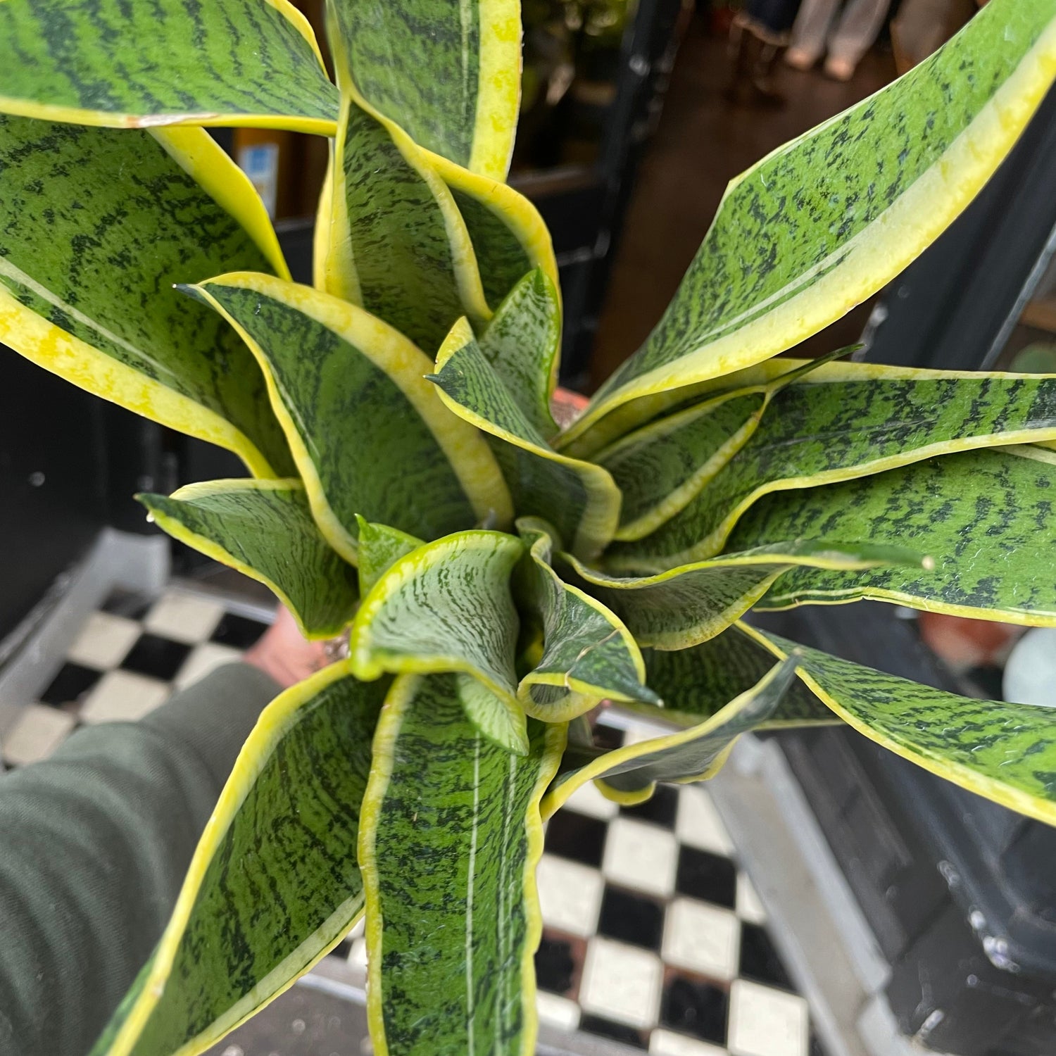 A Sansevieria Laurentii, also known as snake plant and Mother in Law’s Tongue, in front of Urban Tropicana&