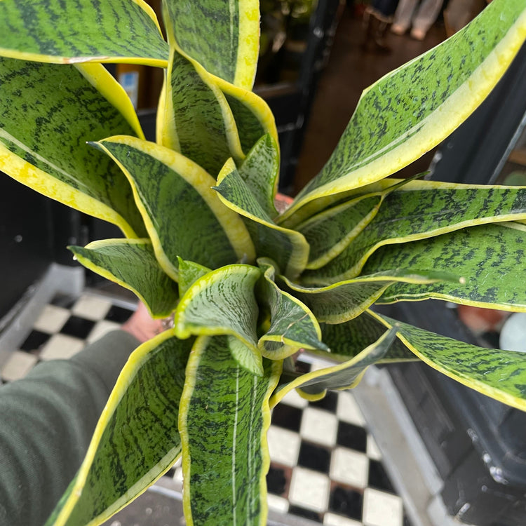 A Sansevieria Laurentii, also known as snake plant and Mother in Law’s Tongue, in front of Urban Tropicana&