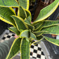 A Sansevieria Laurentii, also known as snake plant and Mother in Law’s Tongue, in front of Urban Tropicana&