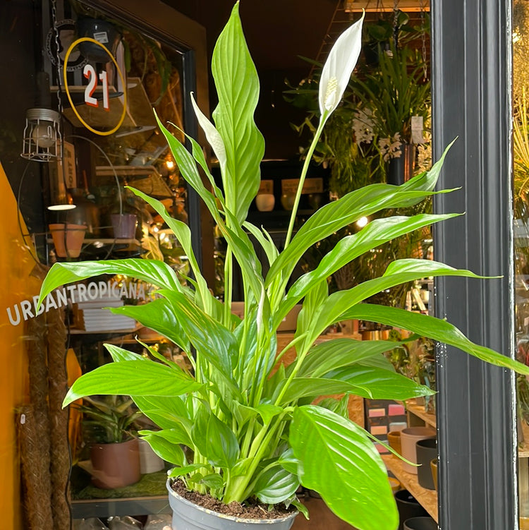 Spathiphyllum, also known as the Peace Lily, in front of Urban Tropicana’s store in Chiswick, London.