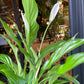 Spathiphyllum, also known as the Peace Lily, in front of Urban Tropicana’s store in Chiswick, London.