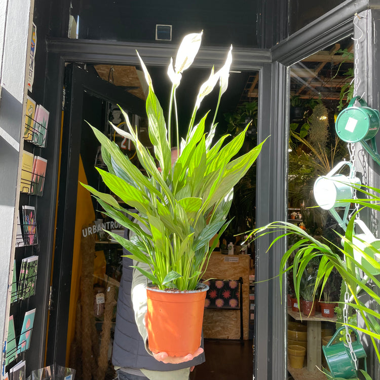 Spathiphyllum, also known as the Peace Lily, in front of Urban Tropicana’s store in Chiswick, London.