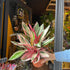 A Stromanthe Sanguinea Triostar plant, also known as a Calathea Triostar, in front of Urban Tropicana&