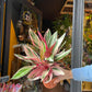 A Stromanthe Sanguinea Triostar plant, also known as a Calathea Triostar, in front of Urban Tropicana&