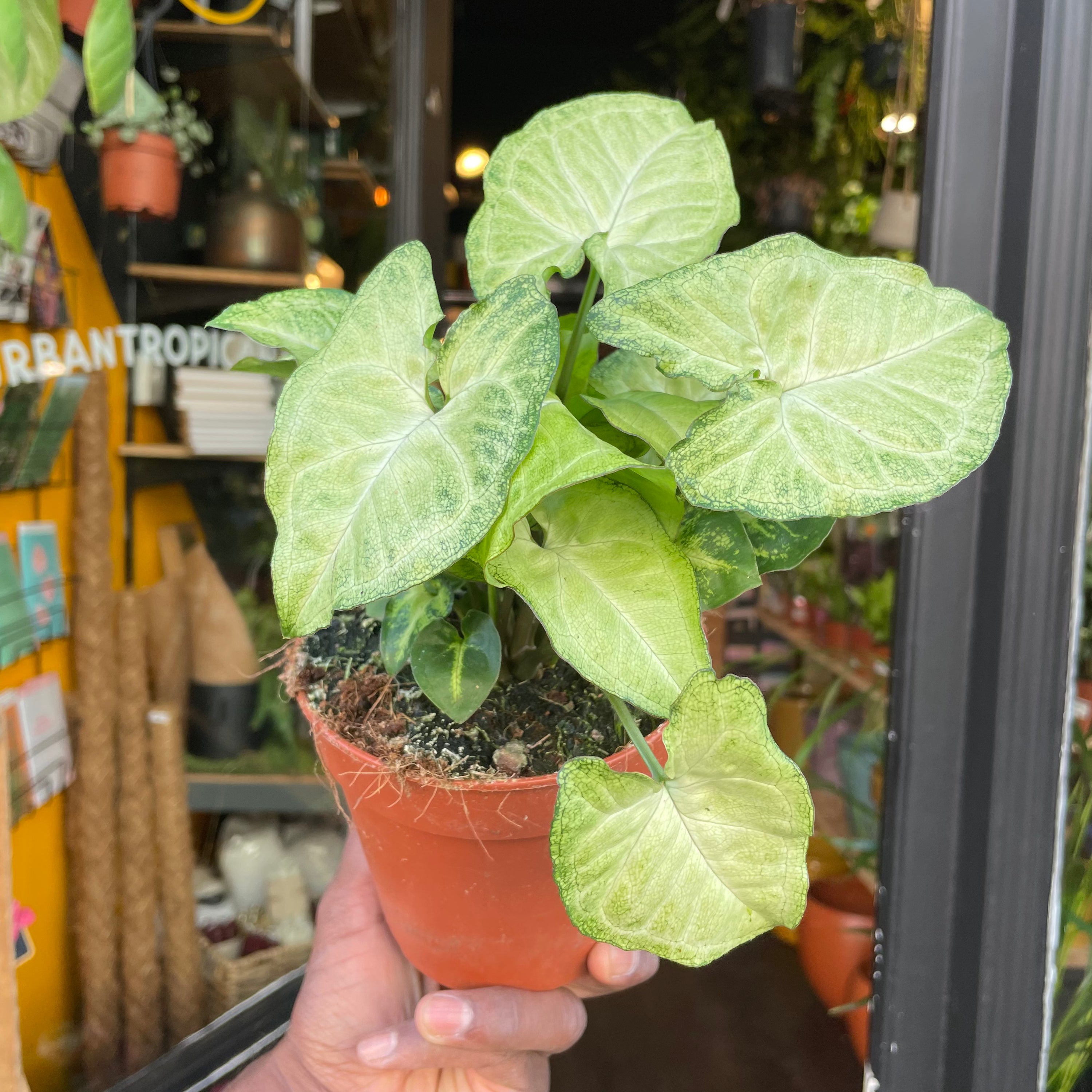 Syngonium White Butterfly being held in front of Urban Tropicana’s store in Chiswick, London.