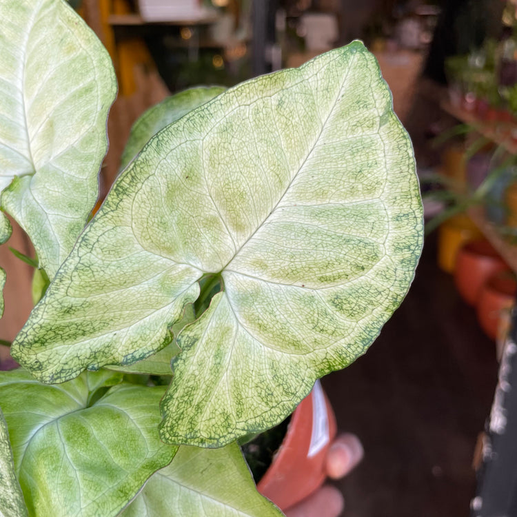 Syngonium White Butterfly being held in front of Urban Tropicana’s store in Chiswick, London.