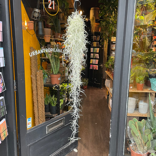 A Tillandsia Usneoides plant also known as a Spanish Moss in front of Urban Tropicana&
