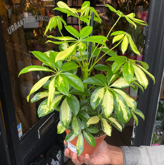 A Schefflera plant also known as a Umbrella Plant in front of Urban Tropicana&