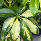 A Schefflera plant also known as a Umbrella Plant in front of Urban Tropicana&