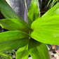 A Aspidistra Elatior plant also know as a Cast Iron Plant inside of Urban Tropicana&