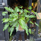 Philodendron Xanadu in front of Urban Tropicana’s shop in Chiswick, London