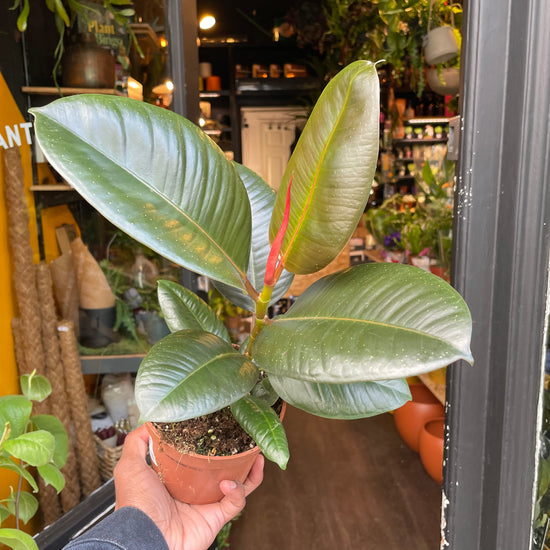 A Ficus Ribusta plant also known as a Rubber Plant in front of Urban Tropicana&