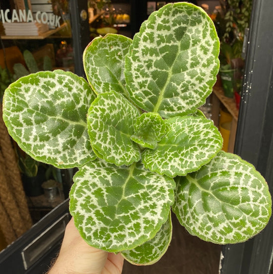 Streptocarpus Pretty Turtle being held in front of Urban Tropicana’s store in Chiswick, London.