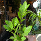 Zamioculcas Zamiifolia | ZZ (12cm pot)