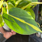 A Philodendron Scandens Brasil plant in front of Urban Tropicana&