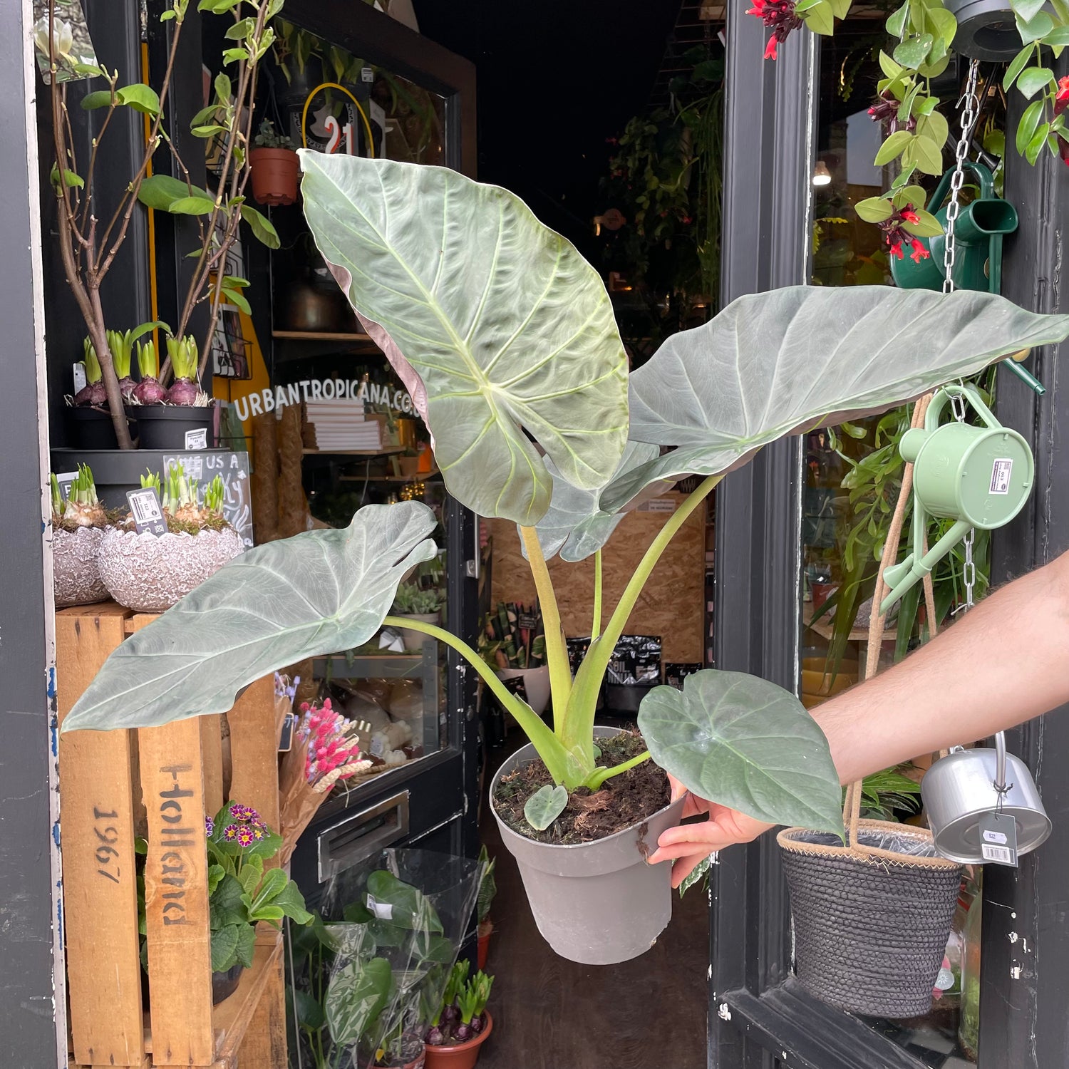 An Alocasia ‘Regal Shields’ plant also know as a Elephant Ear ‘Regal Shields’ in front of Urban Tropicana&