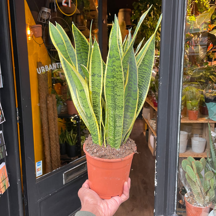 A snake plant also know as a Sansevieria or mothers in laws tongue in front of Urban Tropicana&