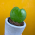 A Hoya Kerri Sweetheart Plant this distinctive heart-shaped succulent is a leaf cutting and very much a cute novelty. 