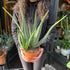 A Aloe Vera plant in a terracotta pot also know as Aloe barbadensis miller in front of Urban Tropicana&