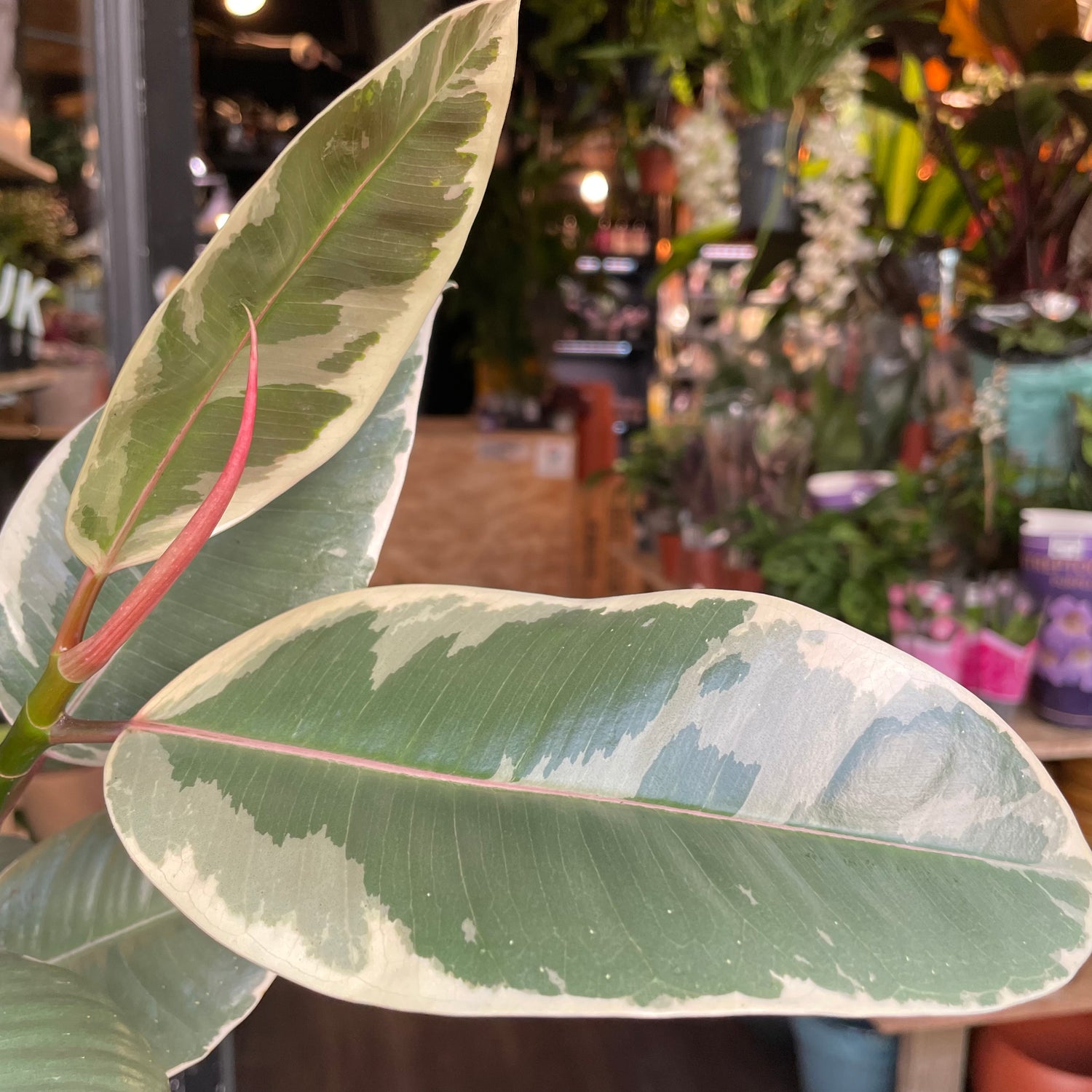 A Ficus Tineke plant also know as a Rubber Plant in front of Urban Tropicana&